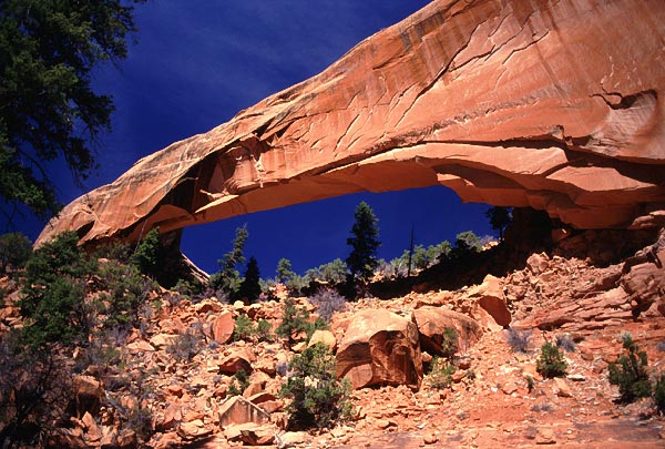 Snake Bridge