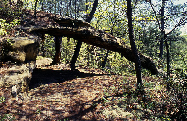 Fern Arch
