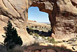 Pine Tree Arch